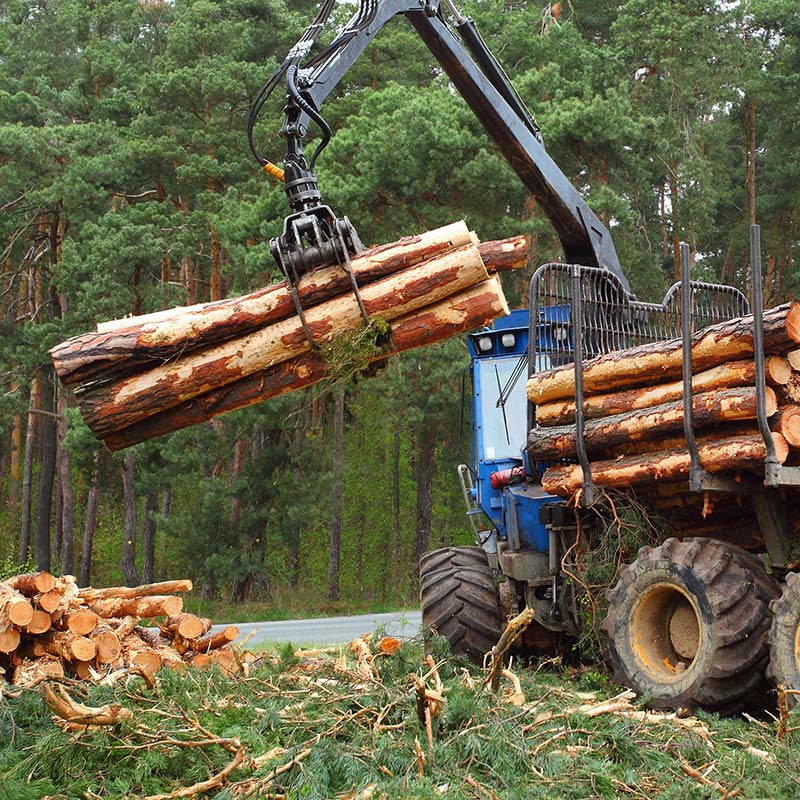 Transporting timber in a forest